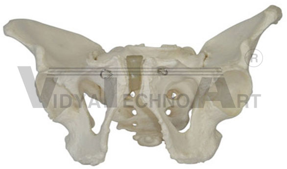 Adult male pelvis